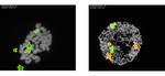 Mitosis Classification with CNN and Explainable Model