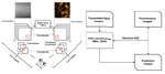 Convolutional neural networks predict mitochondrial structures from label-free microscopy images